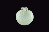 藏品(日月蛤)的圖片